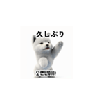 サモエド犬 30L（個別スタンプ：33）