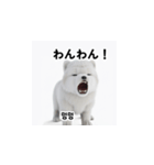 サモエド犬 30L（個別スタンプ：34）