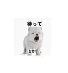 サモエド犬 30L（個別スタンプ：40）