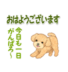 可愛いトイプードルの男の子 基本スタンプ（個別スタンプ：2）