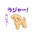 可愛いトイプードルの男の子 基本スタンプ（個別スタンプ：7）