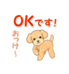 可愛いトイプードルの男の子 基本スタンプ（個別スタンプ：8）