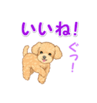 可愛いトイプードルの男の子 基本スタンプ（個別スタンプ：9）