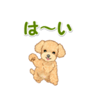 可愛いトイプードルの男の子 基本スタンプ（個別スタンプ：11）