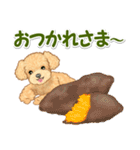 可愛いトイプードルの男の子 基本スタンプ（個別スタンプ：13）