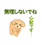 可愛いトイプードルの男の子 基本スタンプ（個別スタンプ：15）