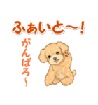 可愛いトイプードルの男の子 基本スタンプ（個別スタンプ：17）
