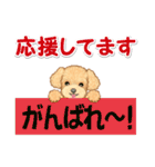 可愛いトイプードルの男の子 基本スタンプ（個別スタンプ：18）