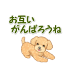 可愛いトイプードルの男の子 基本スタンプ（個別スタンプ：19）