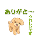 可愛いトイプードルの男の子 基本スタンプ（個別スタンプ：21）