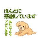 可愛いトイプードルの男の子 基本スタンプ（個別スタンプ：22）