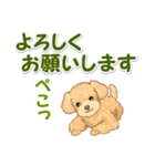 可愛いトイプードルの男の子 基本スタンプ（個別スタンプ：24）