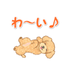 可愛いトイプードルの男の子 基本スタンプ（個別スタンプ：25）