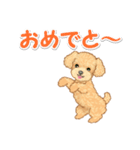 可愛いトイプードルの男の子 基本スタンプ（個別スタンプ：28）