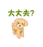 可愛いトイプードルの男の子 基本スタンプ（個別スタンプ：29）