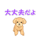 可愛いトイプードルの男の子 基本スタンプ（個別スタンプ：30）
