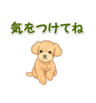 可愛いトイプードルの男の子 基本スタンプ（個別スタンプ：31）