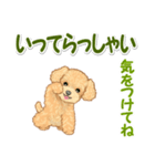 可愛いトイプードルの男の子 基本スタンプ（個別スタンプ：34）