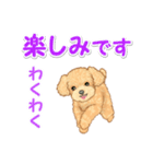 可愛いトイプードルの男の子 基本スタンプ（個別スタンプ：35）