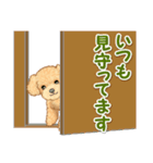 可愛いトイプードルの男の子 基本スタンプ（個別スタンプ：36）
