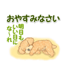 可愛いトイプードルの男の子 基本スタンプ（個別スタンプ：38）
