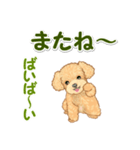 可愛いトイプードルの男の子 基本スタンプ（個別スタンプ：39）