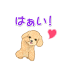 可愛いトイプードルの女の子 基本スタンプ（個別スタンプ：7）
