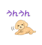 可愛いトイプードルの女の子 基本スタンプ（個別スタンプ：8）