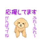 可愛いトイプードルの女の子 基本スタンプ（個別スタンプ：14）