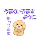 可愛いトイプードルの女の子 基本スタンプ（個別スタンプ：20）