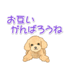 可愛いトイプードルの女の子 基本スタンプ（個別スタンプ：29）