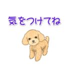 可愛いトイプードルの女の子 基本スタンプ（個別スタンプ：30）