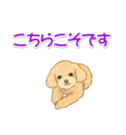 可愛いトイプードルの女の子 基本スタンプ（個別スタンプ：31）