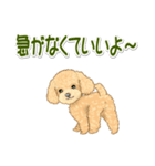 可愛いトイプードルの女の子 基本スタンプ（個別スタンプ：35）