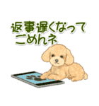 可愛いトイプードルの女の子 基本スタンプ（個別スタンプ：36）