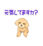 可愛いトイプードルの女の子 基本スタンプ（個別スタンプ：37）