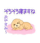 可愛いトイプードルの女の子 基本スタンプ（個別スタンプ：38）
