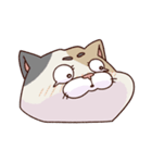 猫、無言の圧（個別スタンプ：25）