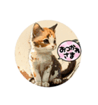 ニャンニーズ➁（個別スタンプ：8）