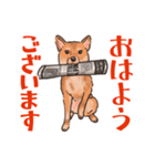 柴犬のコタロー日常スタンプ（個別スタンプ：1）