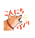 柴犬のコタロー日常スタンプ（個別スタンプ：3）