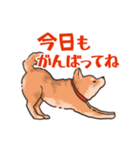 柴犬のコタロー日常スタンプ（個別スタンプ：5）