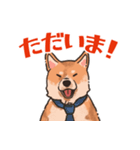 柴犬のコタロー日常スタンプ（個別スタンプ：8）