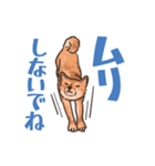 柴犬のコタロー日常スタンプ（個別スタンプ：11）