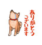 柴犬のコタロー日常スタンプ（個別スタンプ：15）