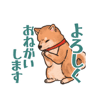 柴犬のコタロー日常スタンプ（個別スタンプ：16）
