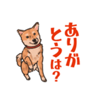 柴犬のコタロー日常スタンプ（個別スタンプ：17）