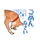 柴犬のコタロー日常スタンプ（個別スタンプ：19）