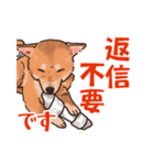 柴犬のコタロー日常スタンプ（個別スタンプ：22）