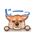 柴犬のコタロー日常スタンプ（個別スタンプ：23）